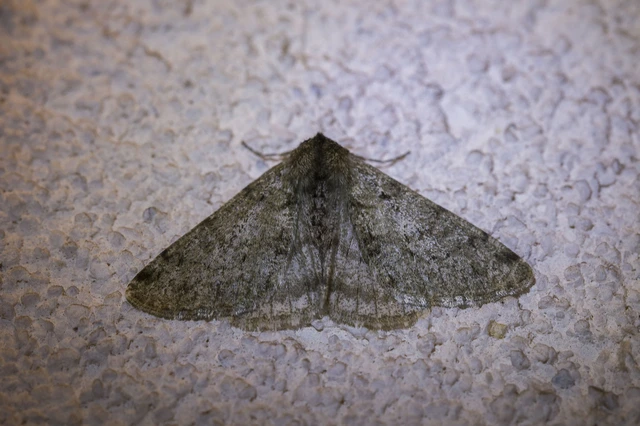 Apocheima pilosaria - zöldes tavasziaraszoló