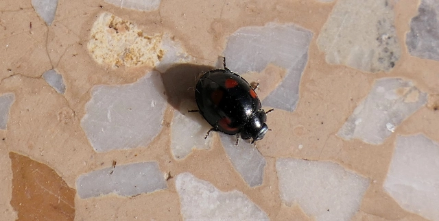 Exochomus quadripustulatus - négyfoltos szerecsenkata