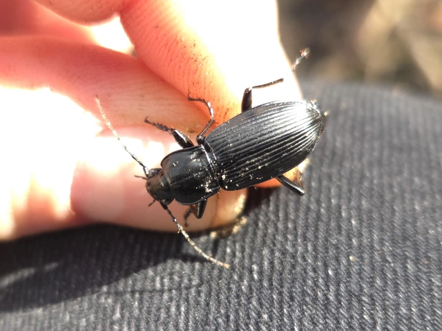 Pterostichus niger - komor gyászfutó