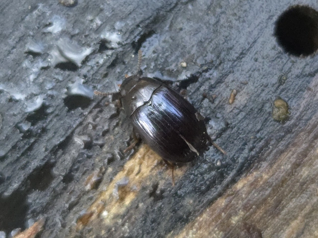 Platydema violaceum - fémkék taplóbogár
