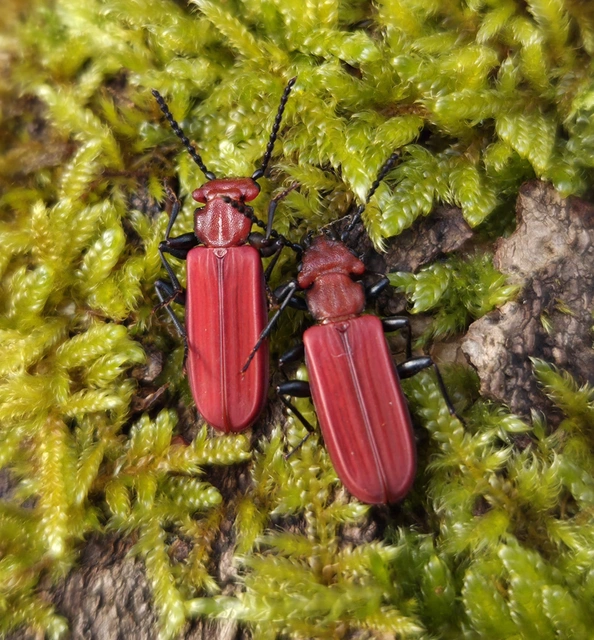 Cucujus cinnaberinus - skarlátbogár