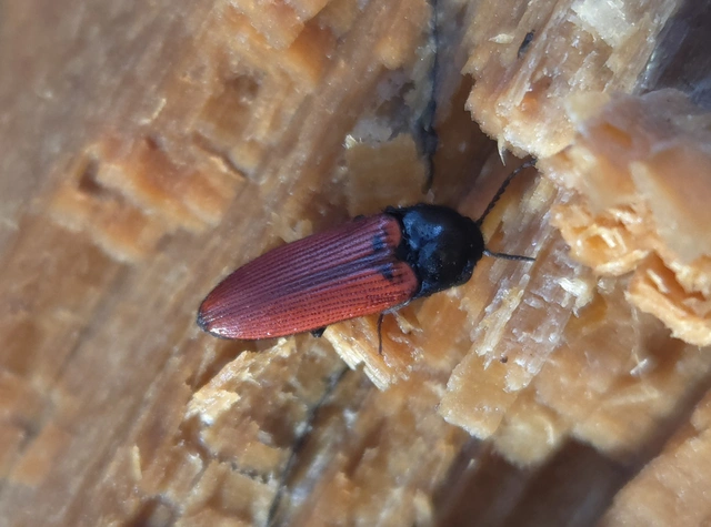 Ampedus