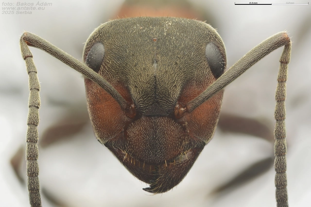 Formica pratensis - réti vöröshangya