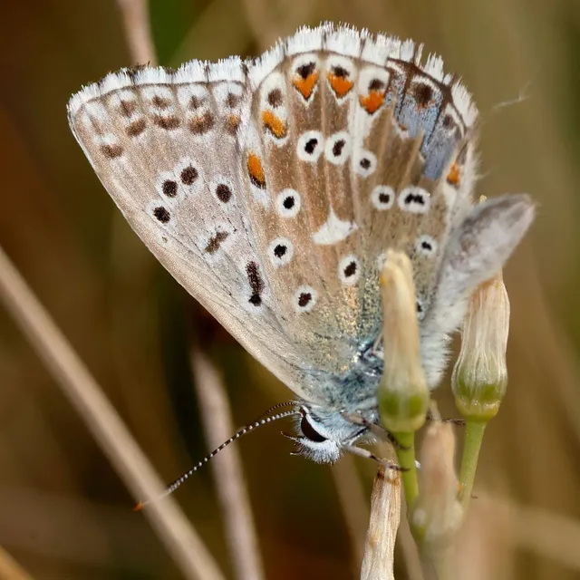 Polyommatus coridon - ezüstkék boglárka