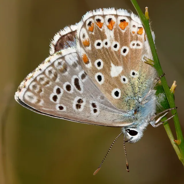Polyommatus coridon - ezüstkék boglárka