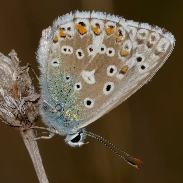 Polyommatus coridon - ezüstkék boglárka