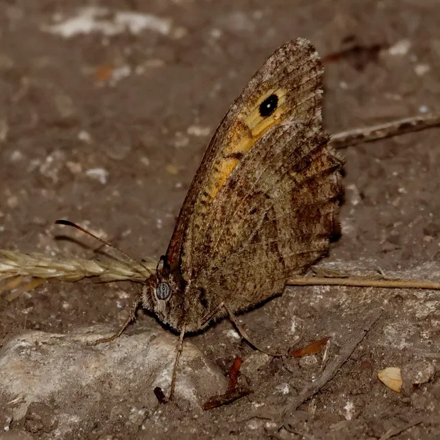 Arethusana arethusa - közönséges szemeslepke