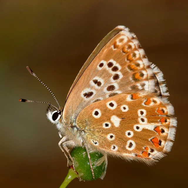 Polyommatus coridon - ezüstkék boglárka