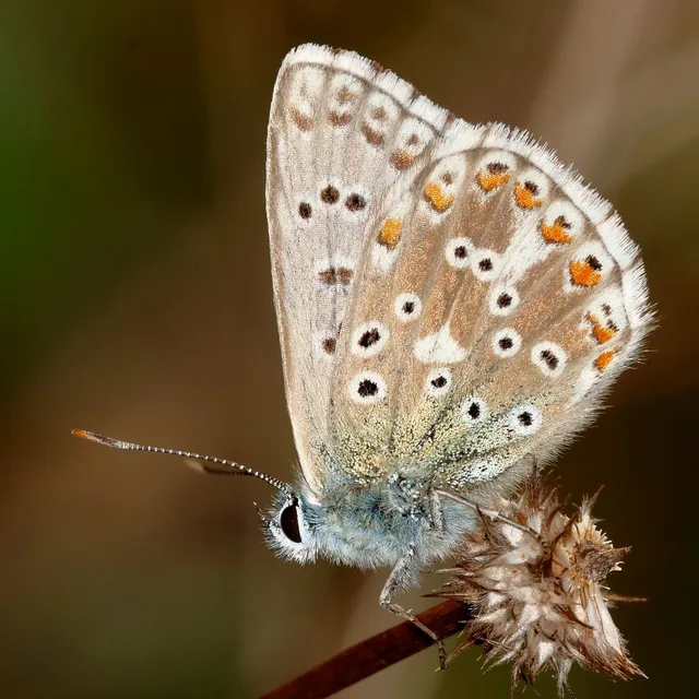 Polyommatus coridon - ezüstkék boglárka