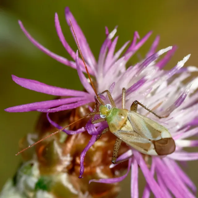 Adelphocoris lineolatus - lucernapoloska