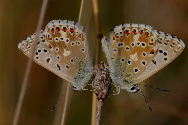 Polyommatus coridon - ezüstkék boglárka