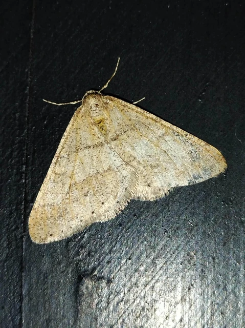 Agriopis marginaria - sárgás téliaraszoló