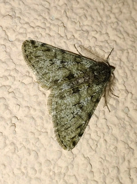 Apocheima pilosaria - zöldes tavasziaraszoló