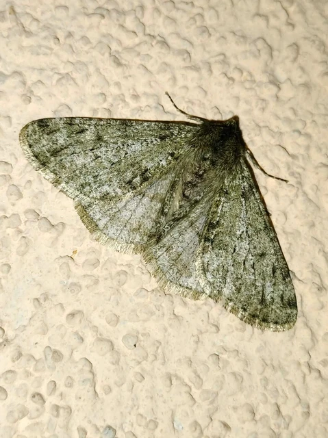 Apocheima pilosaria - zöldes tavasziaraszoló
