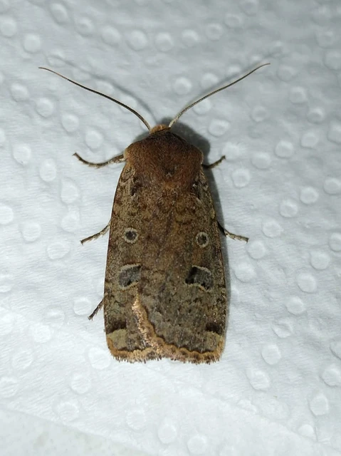 Conistra erythrocephala - vörösfejű őszibagoly