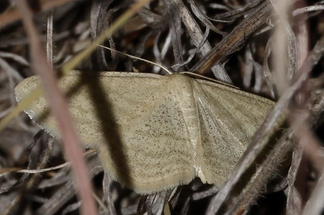 Scopula virgulata - vesszős sávosaraszoló