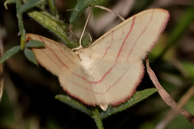 Rhodostrophia vibicaria - pirosszélű araszoló