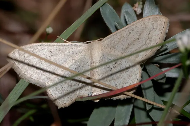 Scopula nigropunctata - feketepettyes araszoló