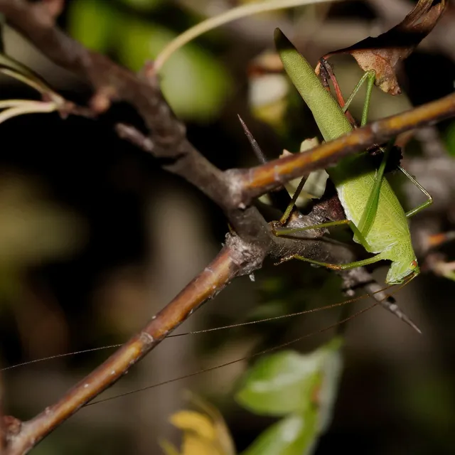 Phaneroptera nana - pontozott repülőszöcske