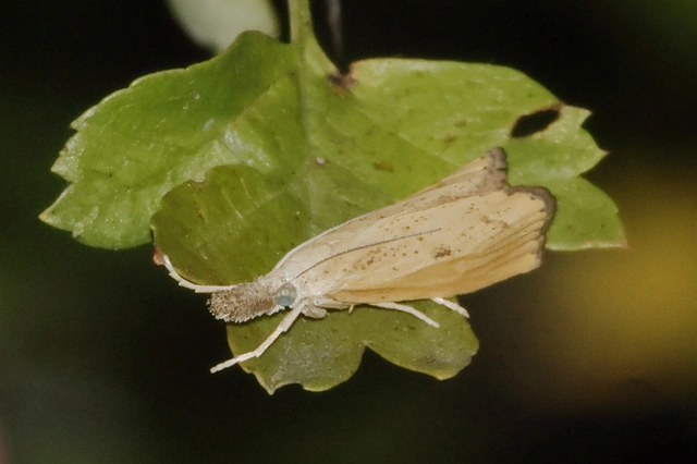 Microlepidoptera - Molylepkék