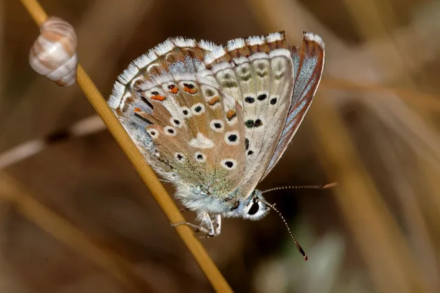 Polyommatus coridon - ezüstkék boglárka