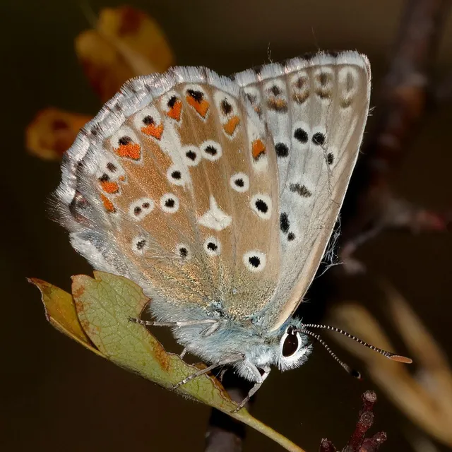 Polyommatus coridon - ezüstkék boglárka