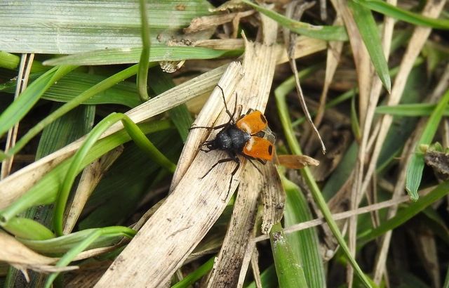 Apalus bimaculatus - kétfoltos élősdibogár