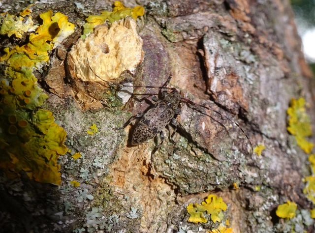Leiopus nebulosus - öves gesztcincér