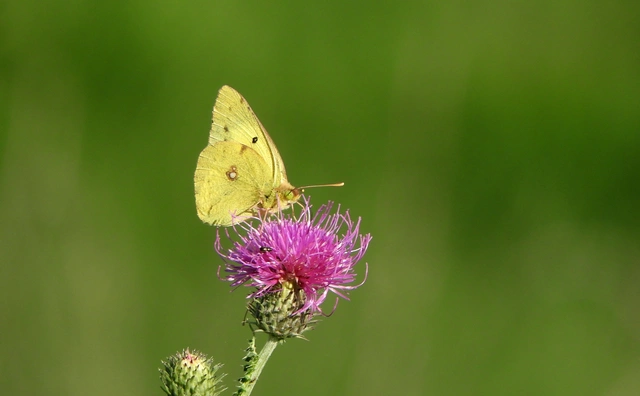 Colias erate - csángó-kéneslepke