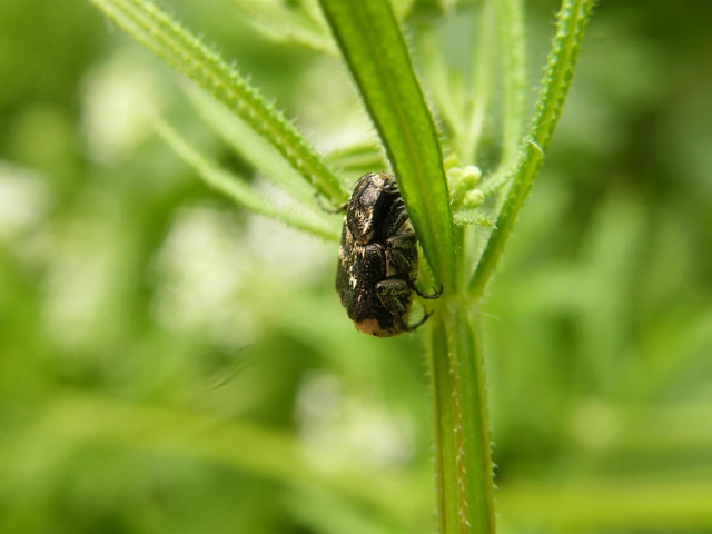 Valgus hemipterus - suta virágbogár