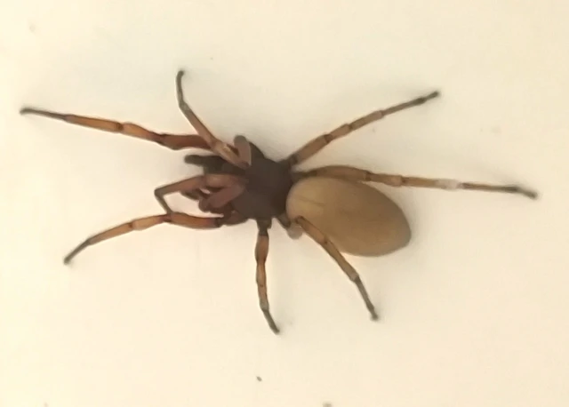 Dysderidae - fojtópókok