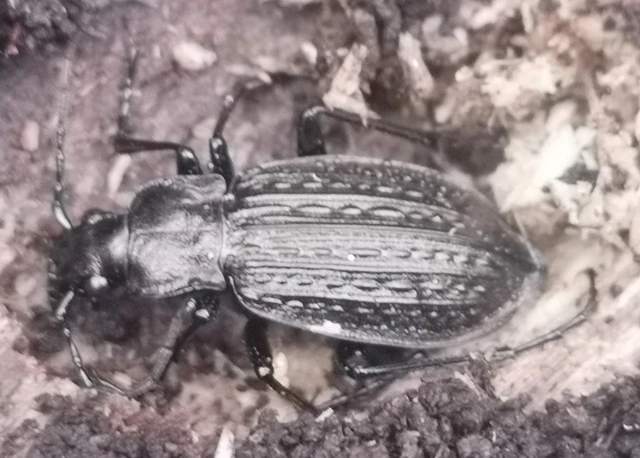 Carabus granulatus - mezei futrinka Carabus granulatus - mezei futrinka