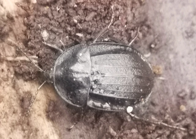 Phosphuga atrata - bordás csigarabló