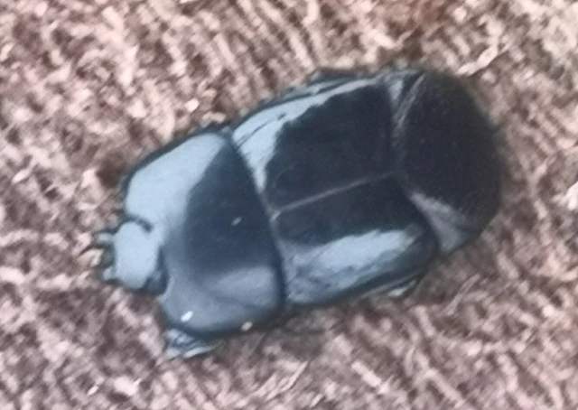 Hololepta plana - lemez-sutabogár
