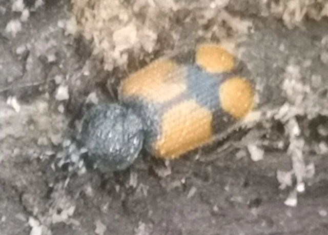 Panagaeus cruxmajor - nagy keresztesfutó