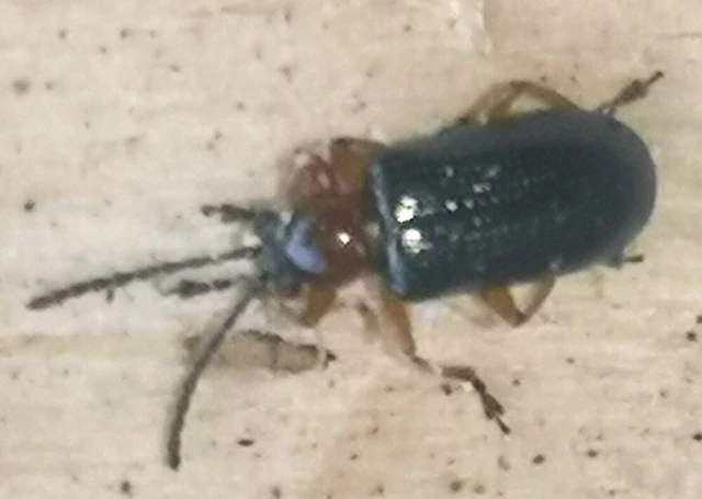 Oulema melanopus/duftschmidi