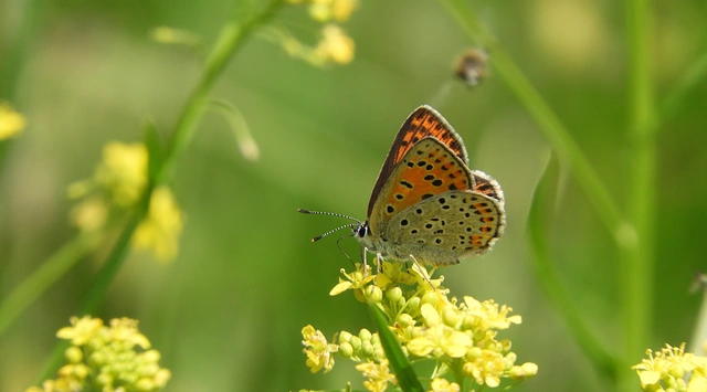 Lycaena tityrus - barna tűzlepke