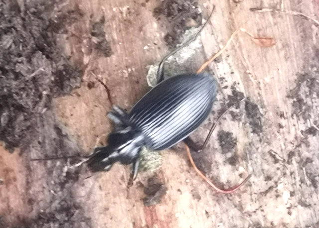 Limodromus assimilis - vöröslábú kisfutó