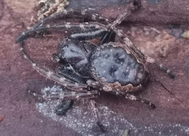 Nuctenea umbratica - közönséges rés-keresztespók