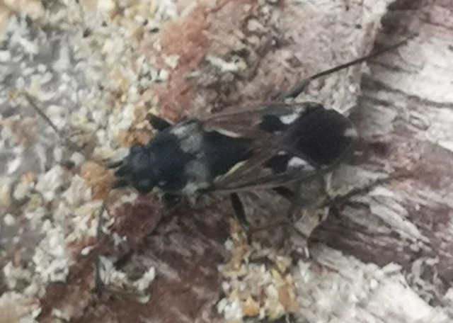 Rhyparochromus vulgaris - közönséges díszesbodobács