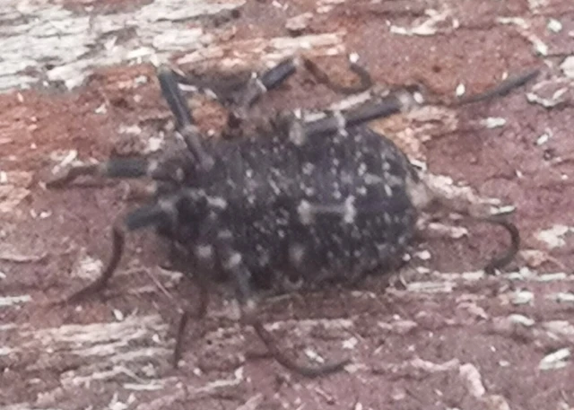 Opiliones - Kaszáspókok