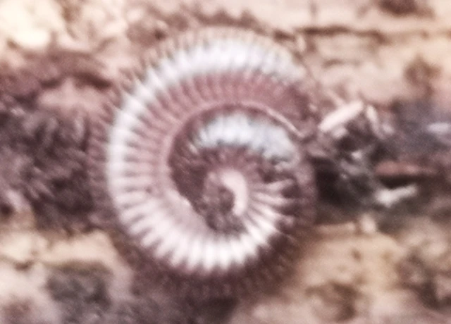 Diplopoda - Ikerszelvényesek
