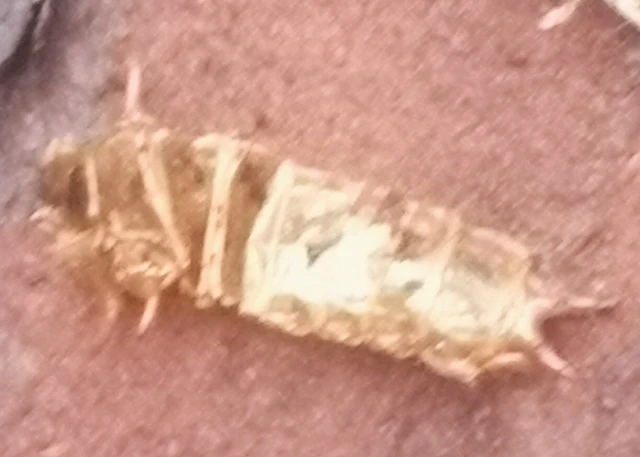 Cucujus cinnaberinus - skarlátbogár