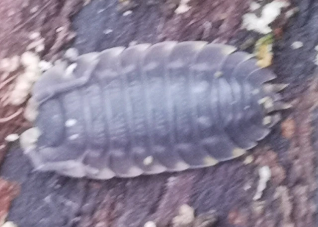 Isopoda - Ászkarákok