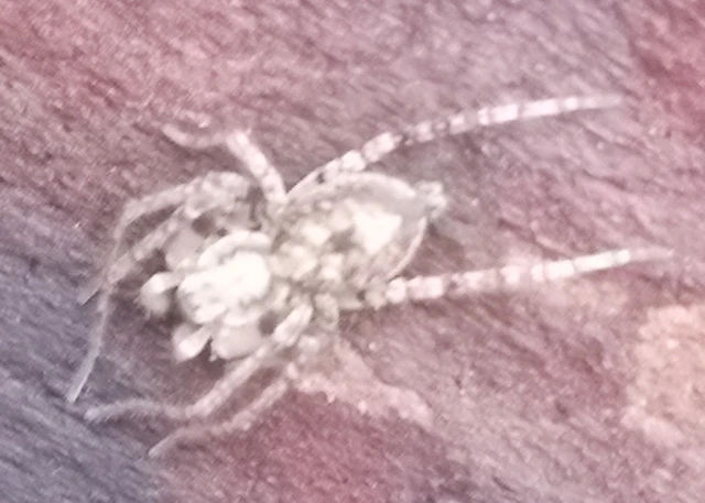 Anyphaena accentuata - jegyespók
