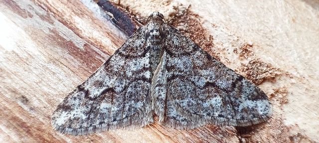 Agriopis leucophaearia - tölgy-tavasziaraszoló