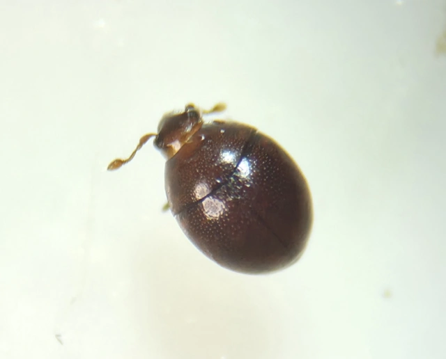 Abraeus perpusillus