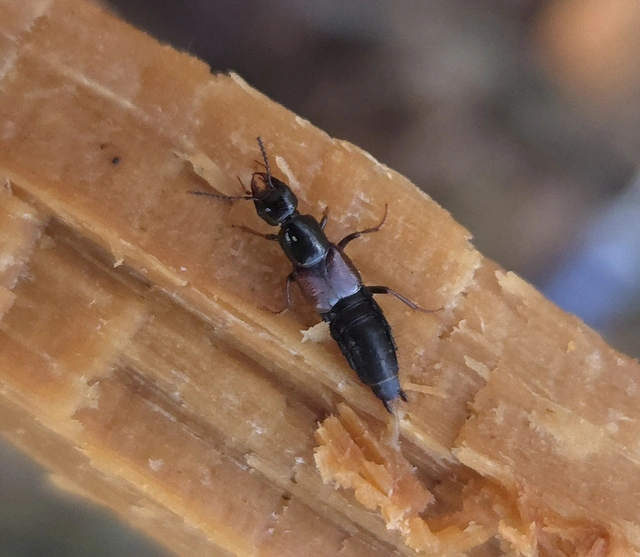 Hesperus rufipennis - pompás ganajholyva