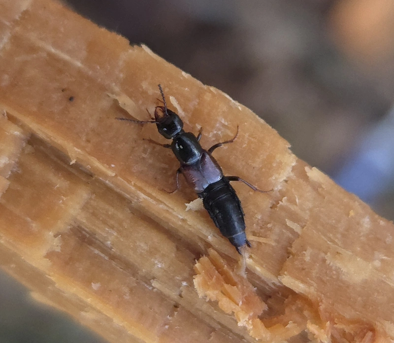 Hesperus rufipennis - pompás ganajholyva