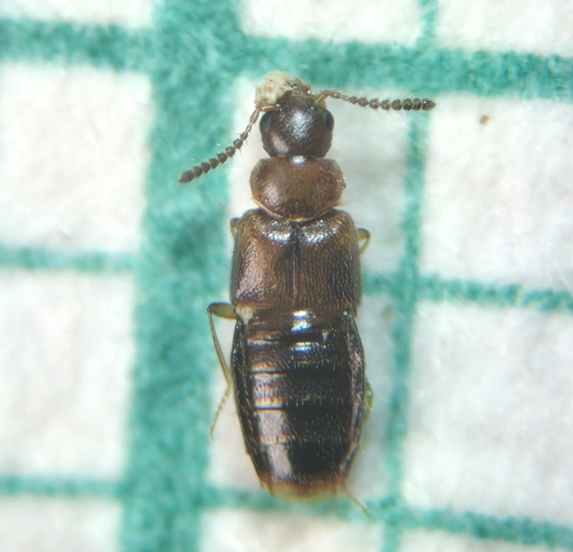 Agaricochara latissima - hosszúcsápú taplóholyva
